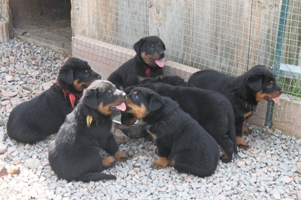 chiot Berger de Beauce Du domaine d'epalais