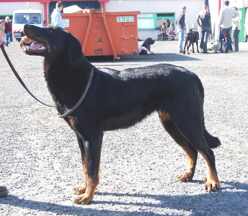 Bezina Du domaine d'epalais