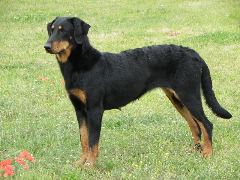 Elsi Du domaine d'epalais