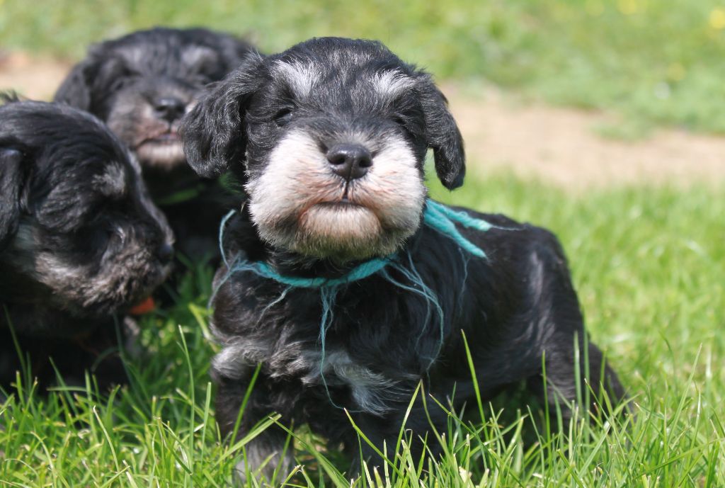 Du domaine d'epalais - Chiots disponibles - Schnauzer miniature