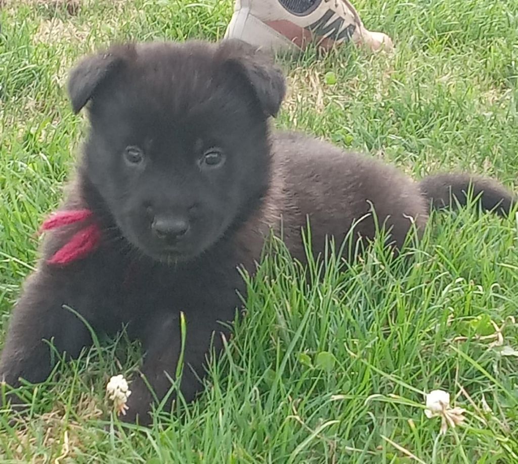 Du domaine d'epalais - Chiots disponibles - Berger hollandais