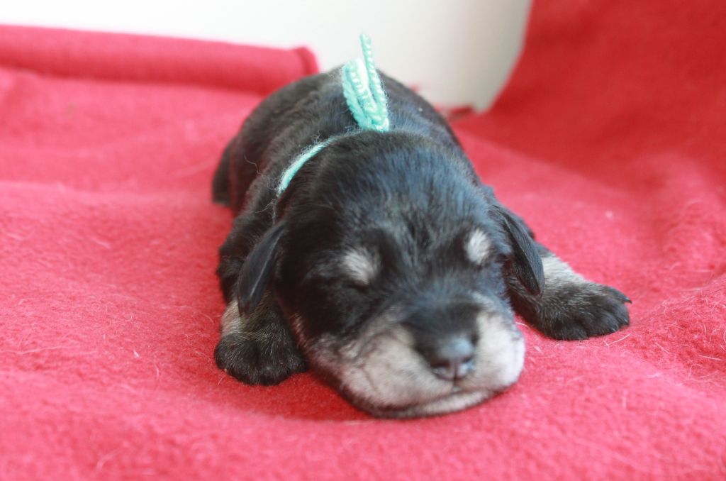Du domaine d'epalais - Chiots disponibles - Schnauzer miniature