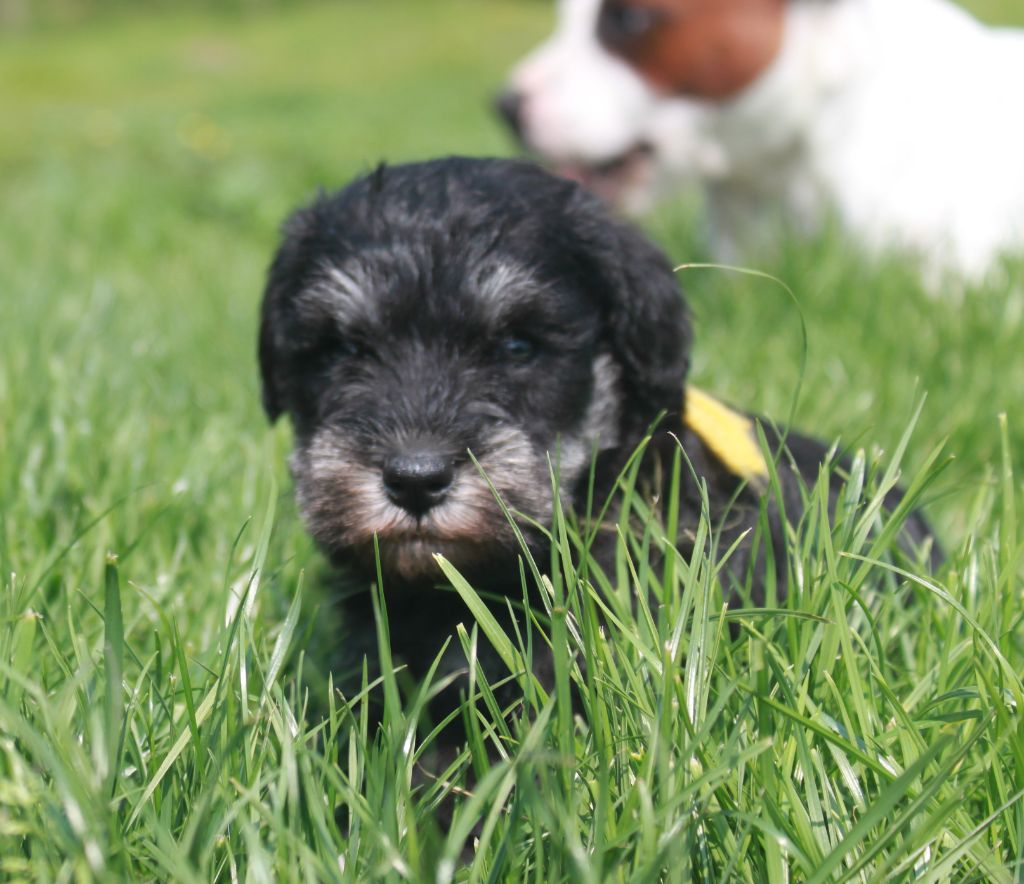 Du domaine d'epalais - Chiots disponibles - Schnauzer miniature