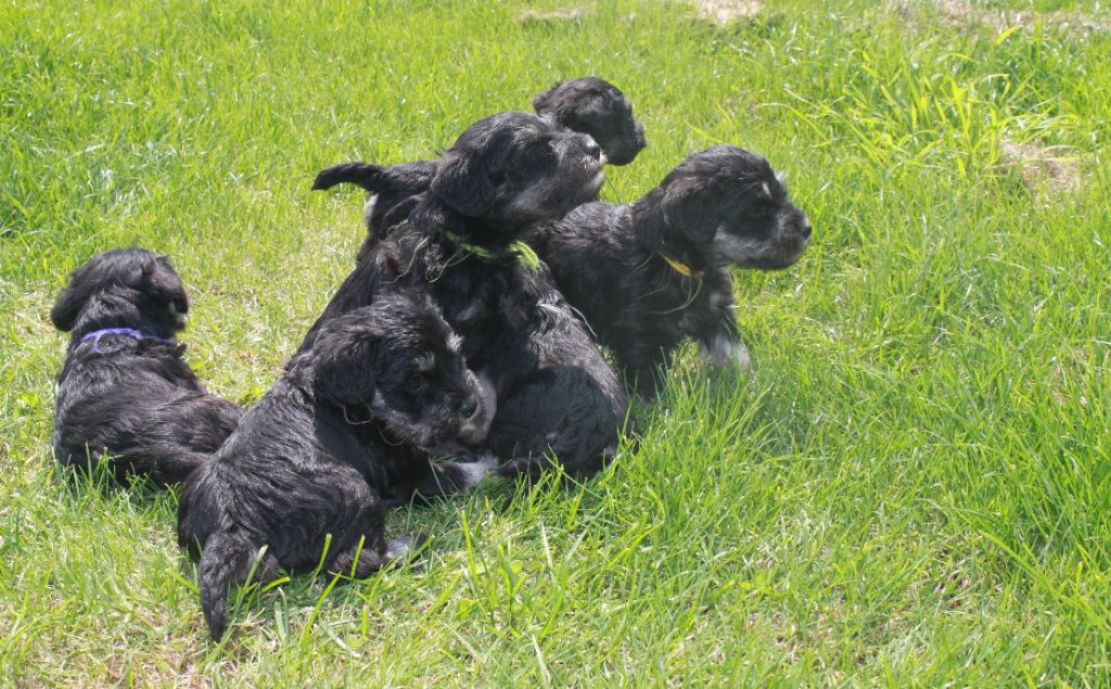 Chiot Schnauzer miniature Du domaine d'epalais