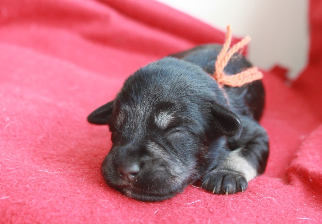 Du domaine d'epalais - Chiots disponibles - Schnauzer miniature