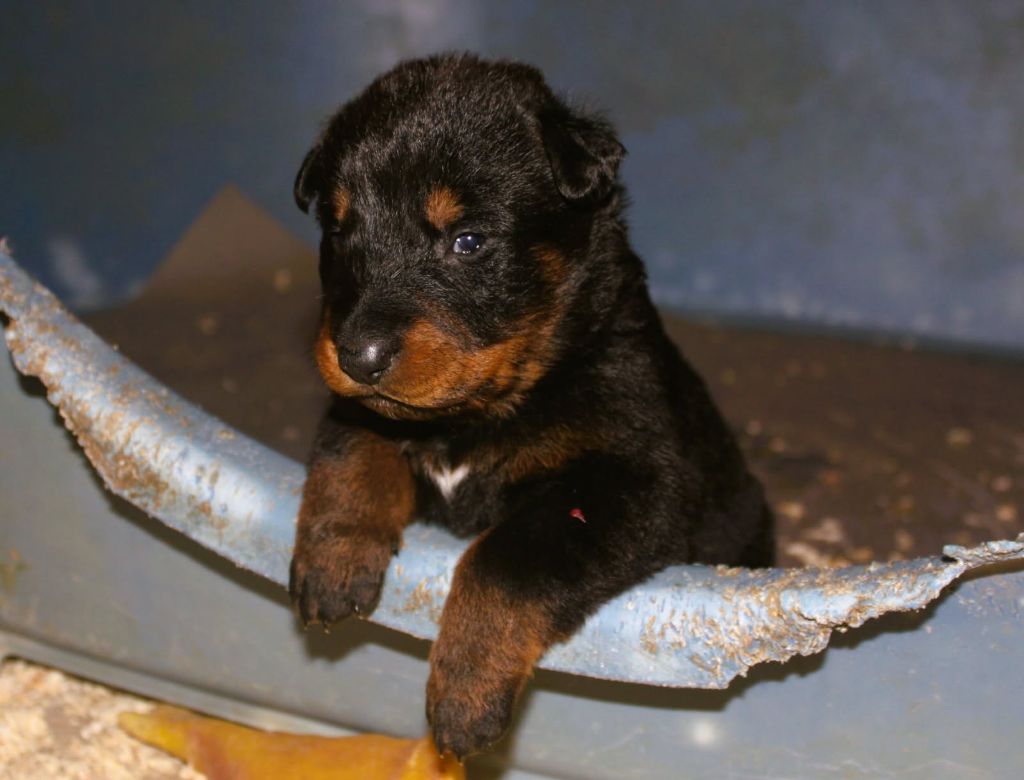 Du domaine d'epalais - Chiots disponibles - Berger de Beauce