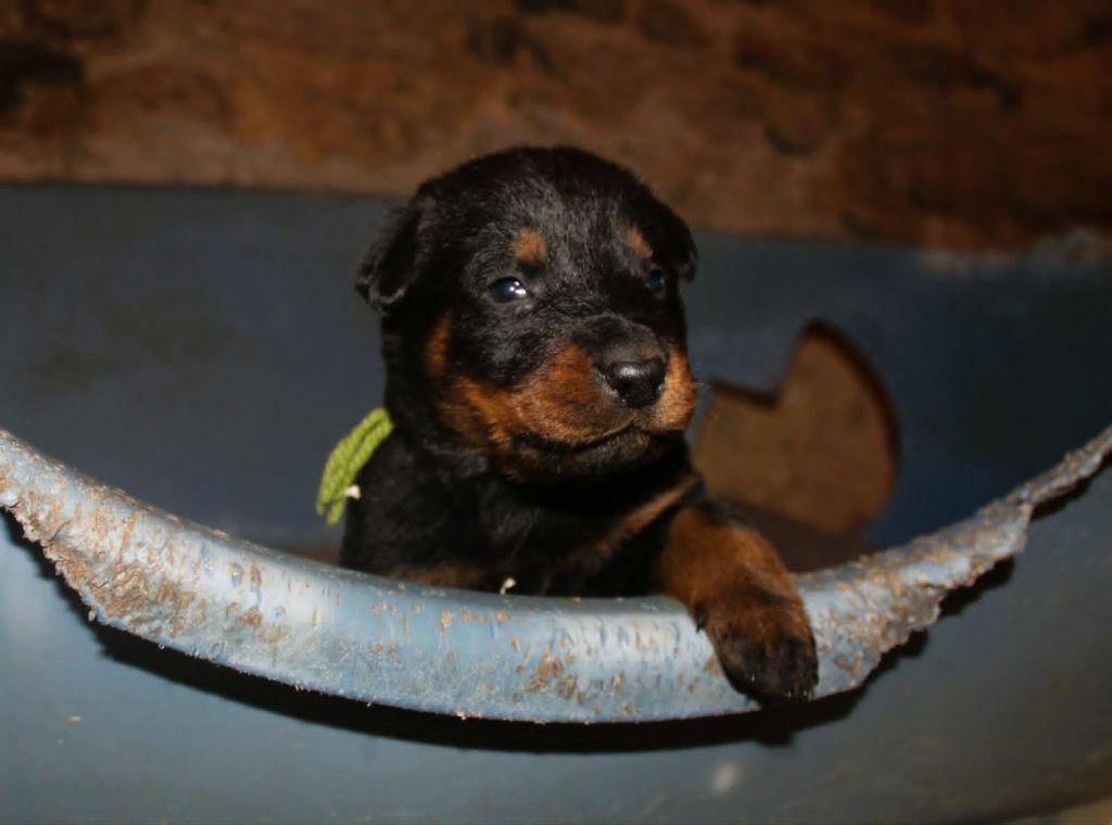 Du domaine d'epalais - Chiots disponibles - Berger de Beauce