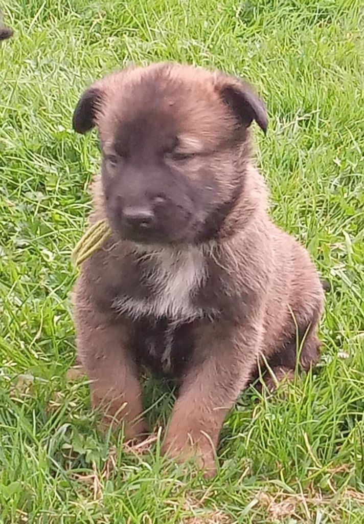 Du domaine d'epalais - Chiots disponibles - Berger hollandais