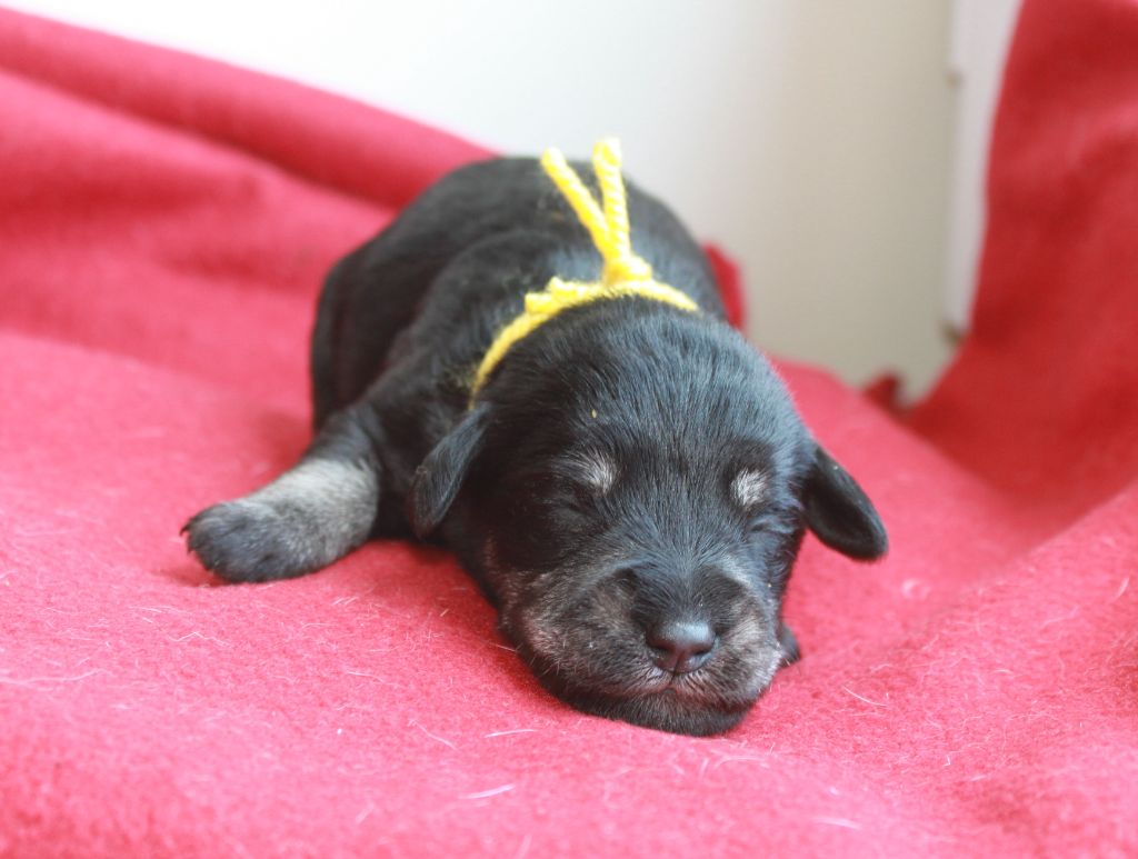 Du domaine d'epalais - Chiots disponibles - Schnauzer miniature