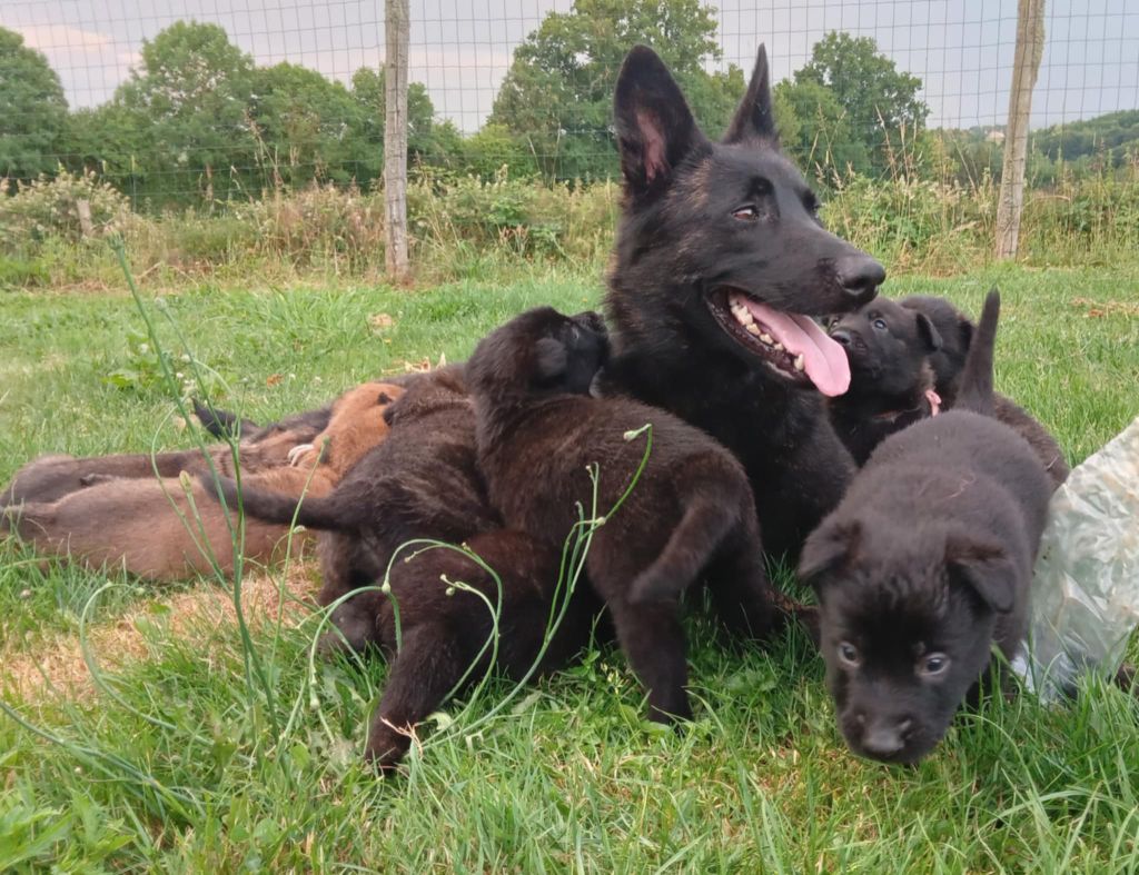 Chiot Berger hollandais Du domaine d'epalais