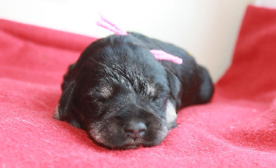 CHIOT