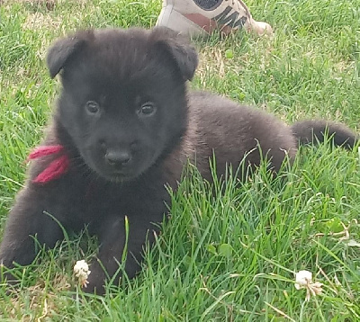 CHIOT 7