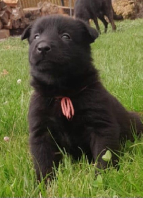 CHIOT 1