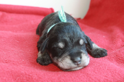 CHIOT