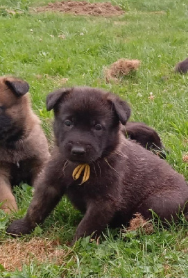 CHIOT 2