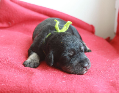 CHIOT