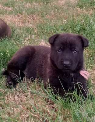 CHIOT 3
