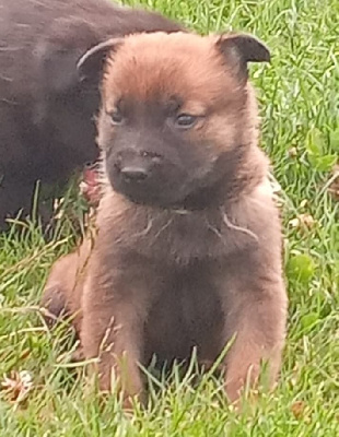 CHIOT 8