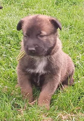 CHIOT 4