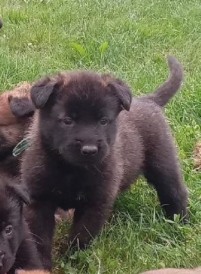 CHIOT 9