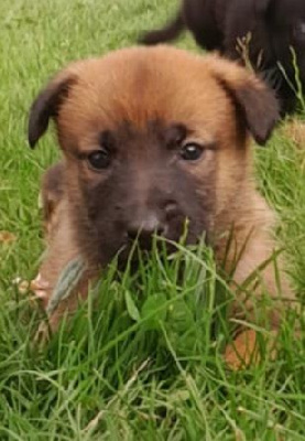 CHIOT 10