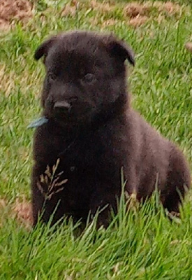 CHIOT 6