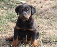 CHIOT