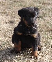 CHIOT