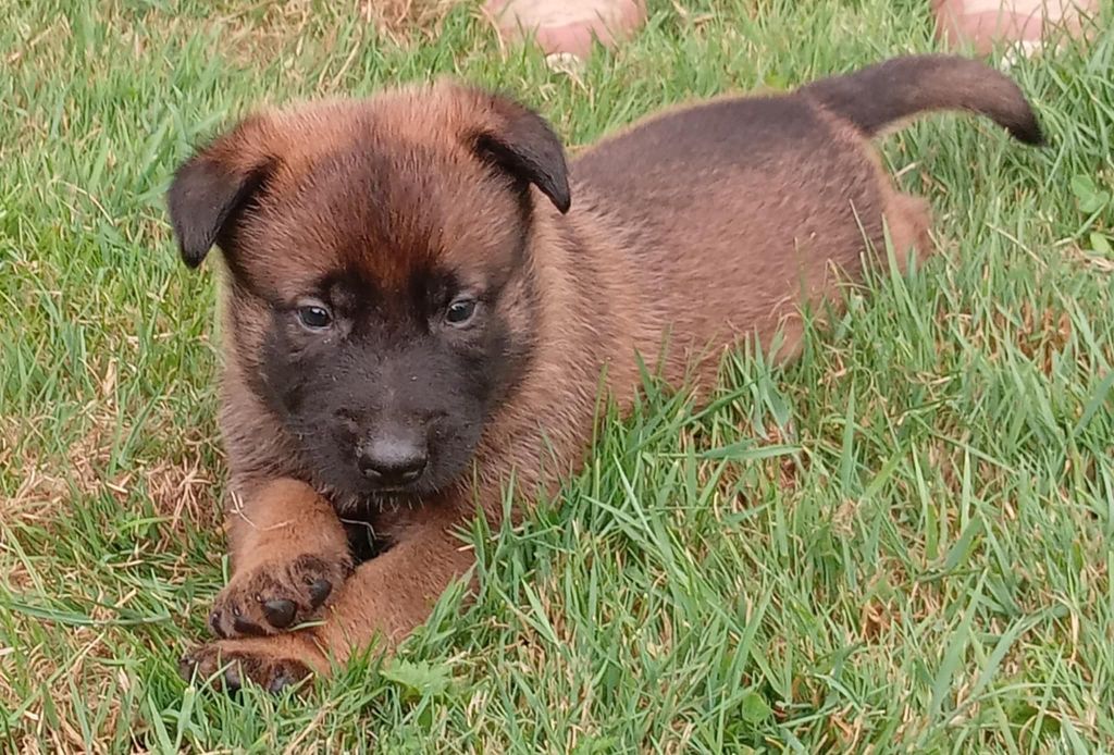 Du domaine d'epalais - Chiots disponibles - Berger hollandais