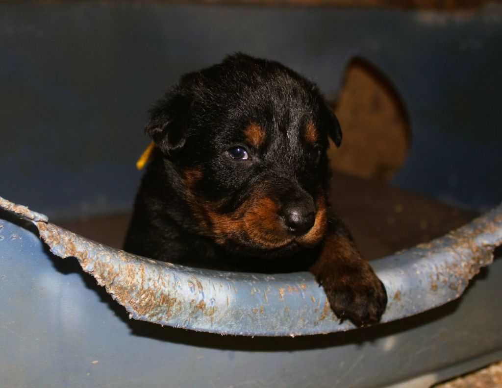 Du domaine d'epalais - Chiots disponibles - Berger de Beauce