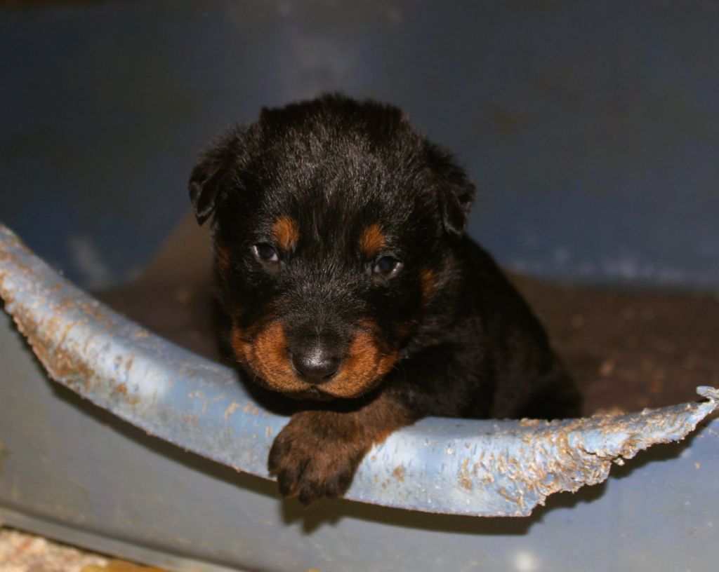 Du domaine d'epalais - Chiots disponibles - Berger de Beauce